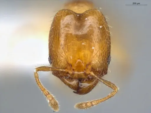 Pheidole nitella specimen ECOFOG-KW14-0077-08-S image ecofog-kw14-0077-08-s_2