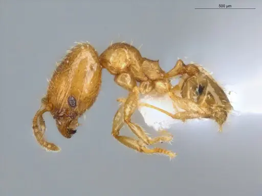 Pheidole nitella specimen ECOFOG-KW14-0077-08-S image ecofog-kw14-0077-08-s_3