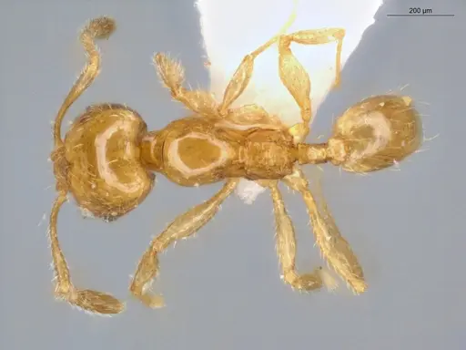 Pheidole nitella specimen ECOFOG-KW14-0077-08 image ecofog-kw14-0077-08_1