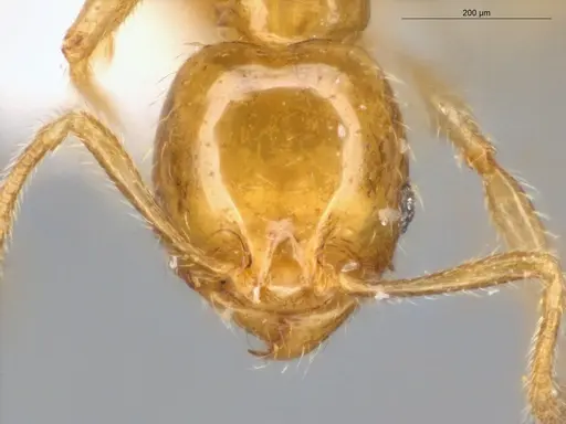 Pheidole nitella specimen ECOFOG-KW14-0077-08 image ecofog-kw14-0077-08_2