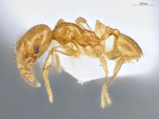 Pheidole nitella specimen ECOFOG-KW14-0077-08 image ecofog-kw14-0077-08_3