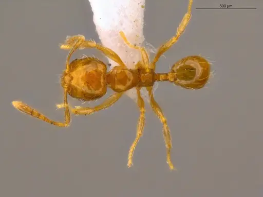 Pheidole nitella specimen ECOFOG-MI15-0181-24 image ecofog-mi15-0181-24_1