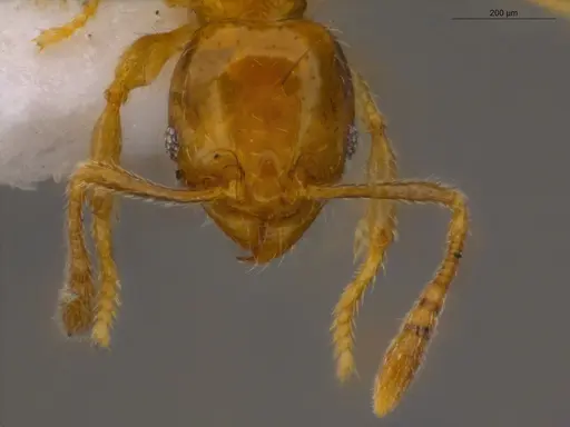 Pheidole nitella specimen ECOFOG-MI15-0181-24 image ecofog-mi15-0181-24_2