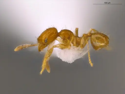 Pheidole nitella specimen ECOFOG-MI15-0181-24 image ecofog-mi15-0181-24_3