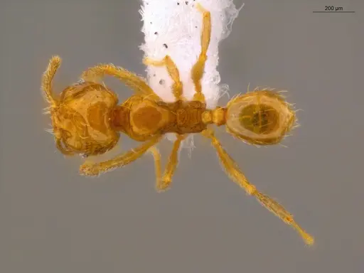 Pheidole nitella specimen ECOFOG-MI15-0196-71 image ecofog-mi15-0196-71_1