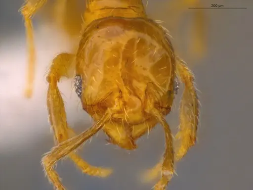 Pheidole nitella specimen ECOFOG-MI15-0196-71 image ecofog-mi15-0196-71_2
