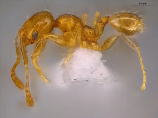 Pheidole nitella specimen ECOFOG-MI15-0196-71 image ecofog-mi15-0196-71_3