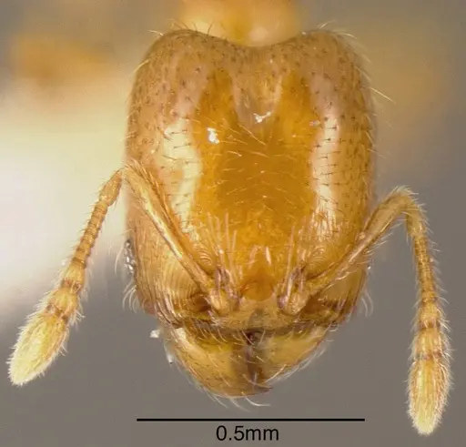 Pheidole nitella specimen INBIOCRI001282703 image inbiocri001282703_1