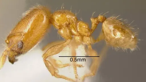 Pheidole nitella specimen INBIOCRI001282703 image inbiocri001282703_2