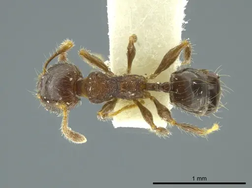 Pheidole nitidicollis specimen CASENT0624252 image casent0624252_1