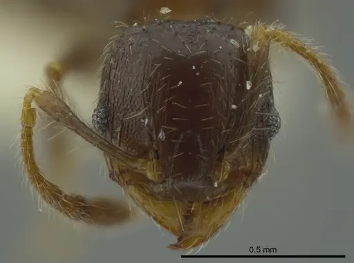 Pheidole nitidicollis specimen CASENT0624252 image casent0624252_2