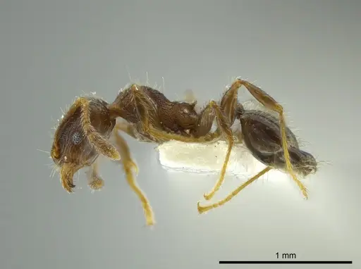 Pheidole nitidicollis specimen CASENT0624252 image casent0624252_3