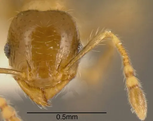 Pheidole nitidicollis specimen CASENT0635500 image casent0635500_1