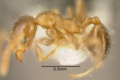 Pheidole nitidicollis specimen CASENT0635500 image casent0635500_2