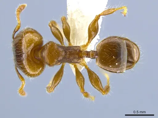 Pheidole nitidicollis specimen CASENT0637848 image casent0637848_1