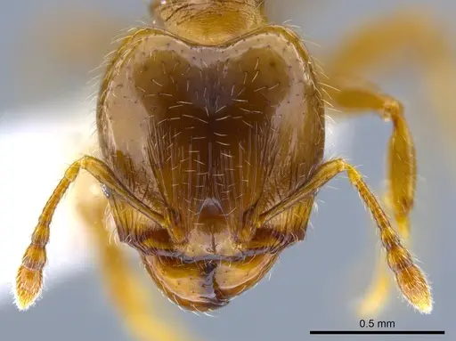 Pheidole nitidicollis specimen CASENT0637848 image casent0637848_2