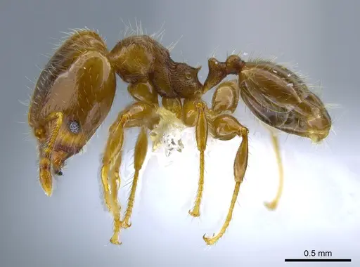 Pheidole nitidicollis specimen CASENT0637848 image casent0637848_3