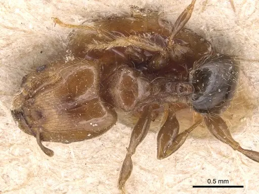 Pheidole nitidicollis specimen CASENT0904428 image casent0904428_1
