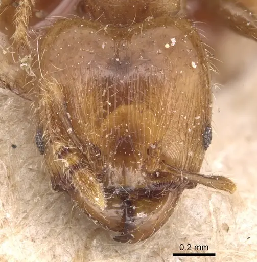 Pheidole nitidicollis specimen CASENT0904428 image casent0904428_2