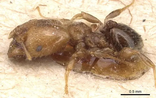 Pheidole nitidicollis specimen CASENT0904428 image casent0904428_3