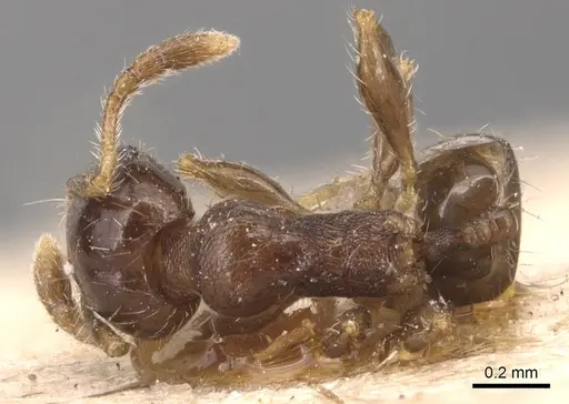 Pheidole nitidicollis specimen CASENT0904429 image casent0904429_1