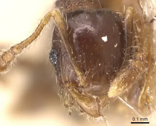 Pheidole nitidicollis specimen CASENT0904429 image casent0904429_2