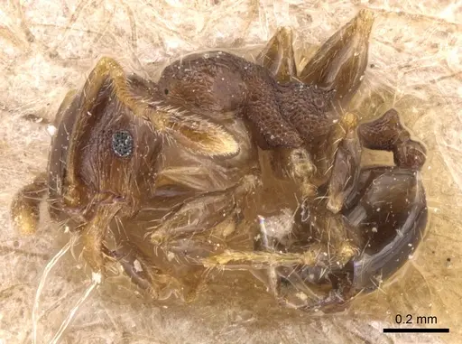 Pheidole nitidicollis specimen CASENT0904429 image casent0904429_3