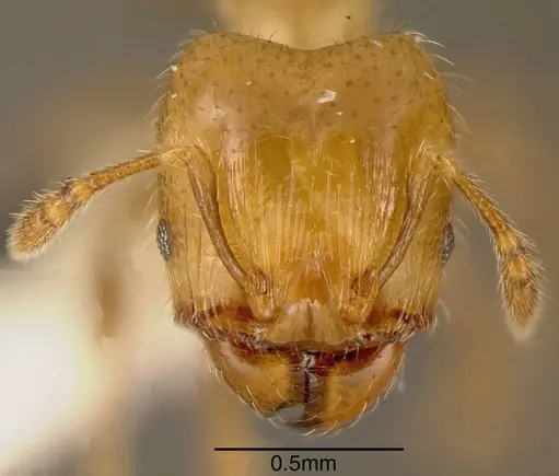 Pheidole nitidicollis specimen INBIOCRI001218677 image inbiocri001218677_1
