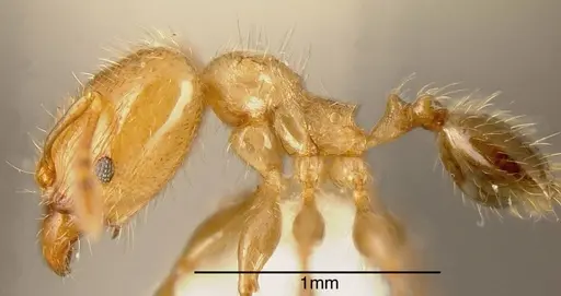 Pheidole nitidicollis specimen INBIOCRI001218677 image inbiocri001218677_2