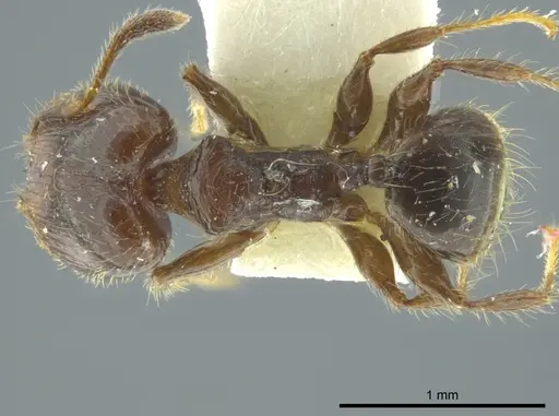 Pheidole nitidicollis specimen JTLC000016346 image jtlc000016346_1