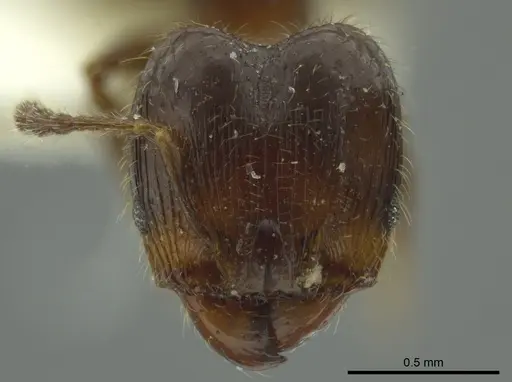 Pheidole nitidicollis specimen JTLC000016346 image jtlc000016346_2