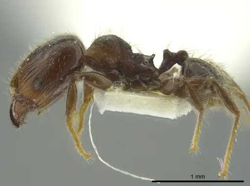Pheidole nitidicollis specimen JTLC000016346 image jtlc000016346_3