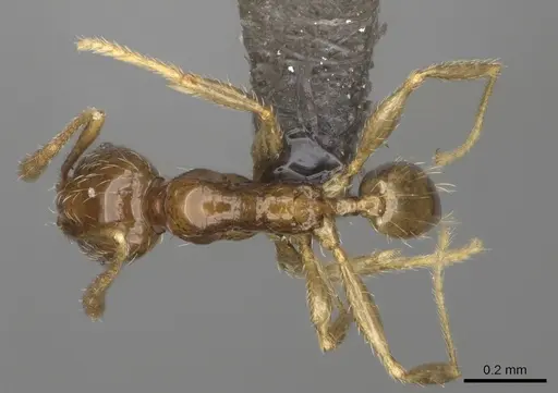 Pheidole nitidobruna specimen CASENT0245024 image casent0245024_1