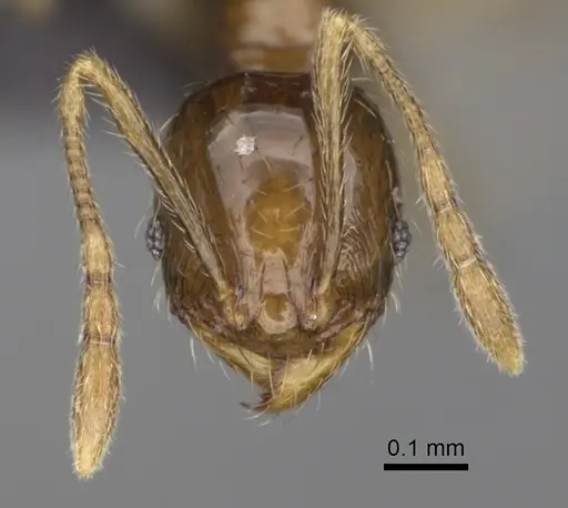 Pheidole nitidobruna specimen CASENT0245024 image casent0245024_2