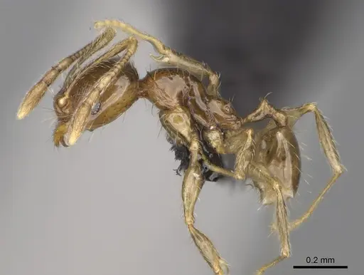 Pheidole nitidobruna specimen CASENT0245024 image casent0245024_3