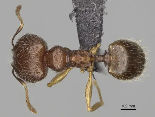 Pheidole nitidobruna specimen CASENT0923273 image casent0923273_1