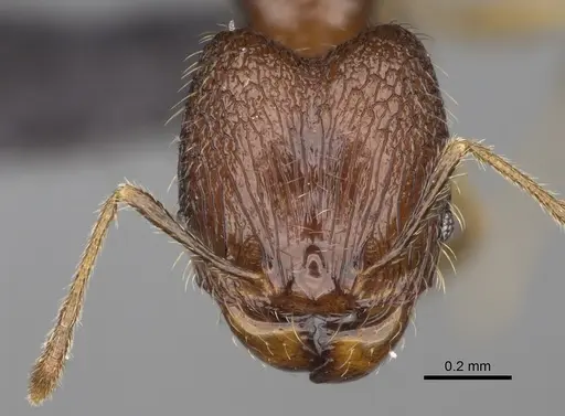 Pheidole nitidobruna specimen CASENT0923273 image casent0923273_2