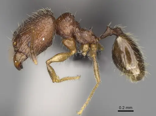 Pheidole nitidobruna specimen CASENT0923273 image casent0923273_4