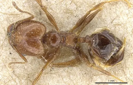 Pheidole nitidula specimen CASENT0904327 image casent0904327_1