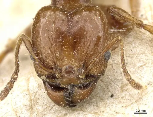 Pheidole nitidula specimen CASENT0904327 image casent0904327_2