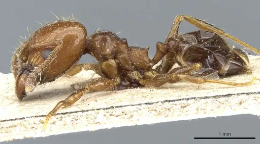 Pheidole nitidula specimen CASENT0904327 image casent0904327_3