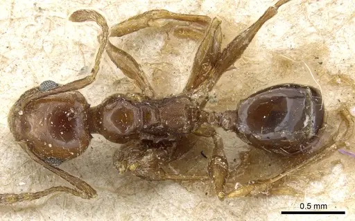 Pheidole nitidula specimen CASENT0904328 image casent0904328_1