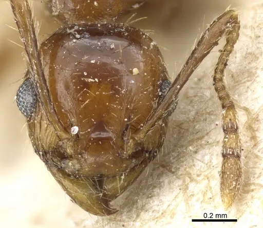 Pheidole nitidula specimen CASENT0904328 image casent0904328_2