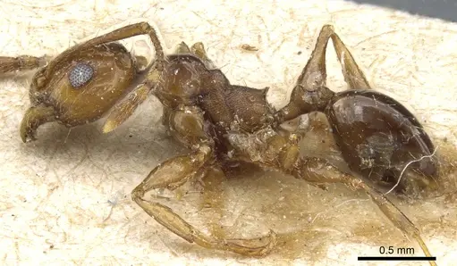 Pheidole nitidula specimen CASENT0904328 image casent0904328_3