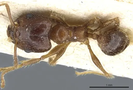 Pheidole nitidula specimen CASENT0904388 image casent0904388_1