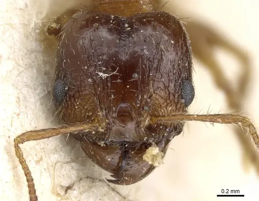 Pheidole nitidula specimen CASENT0904388 image casent0904388_2