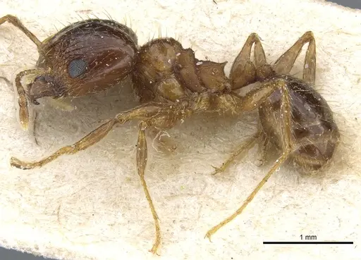 Pheidole nitidula specimen CASENT0904388 image casent0904388_3