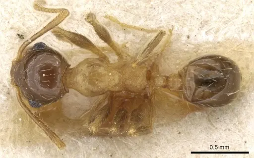 Pheidole nitidula specimen CASENT0904389 image casent0904389_1