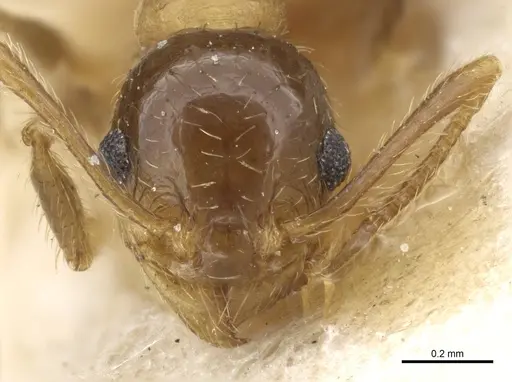 Pheidole nitidula specimen CASENT0904389 image casent0904389_2