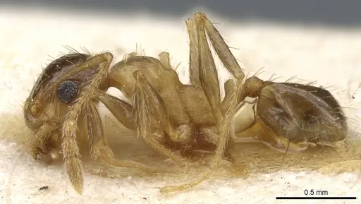 Pheidole nitidula specimen CASENT0904389 image casent0904389_3